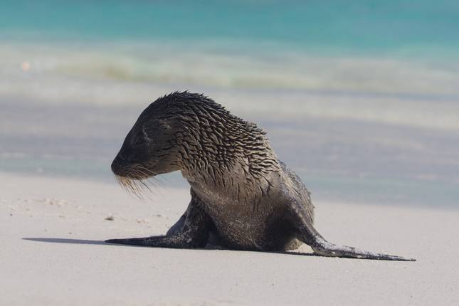 Galapagos Islands Family Adventure - 7 days