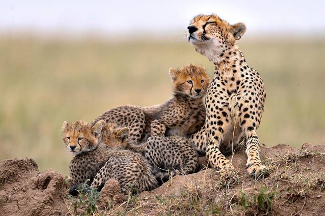 TANZANIA SAFARI & AFRICAN CULTURE TOUR