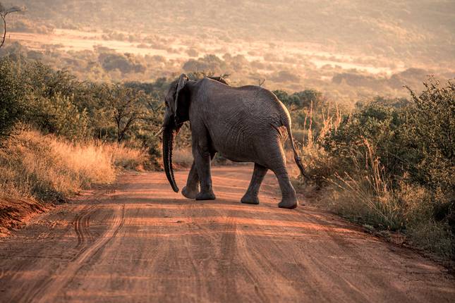 South Africa Garden Route: Wildlife, Waves & Road Trip