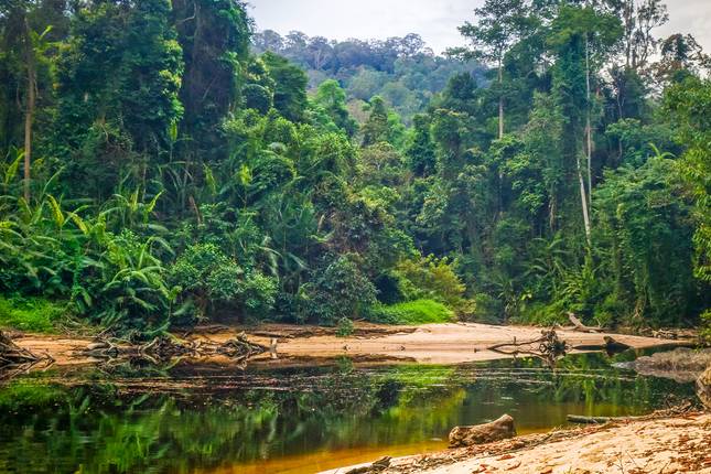 Wild Taman Negara Express - 3 days