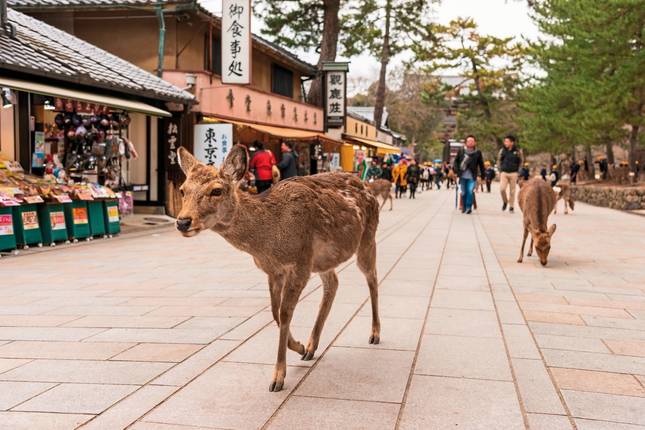 Japan fur Individualisten (inkl. Flug) (von Tokio bis Kyoto)