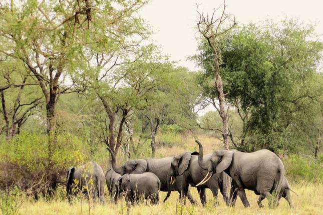 ADAC Special: Naturreise Uganda - Im Land der Berggorillas und Schimpansen
