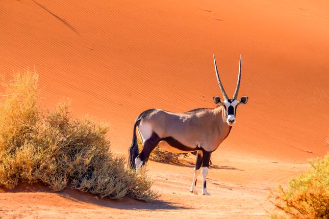 Namibia Meets South Africa: Desert Road Trip & Wildlife Glamping (from Windhoek to Robben Island)