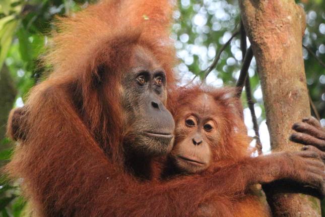 Sumatra’s Wild Side: Orangutans, Rivers & Rural Life