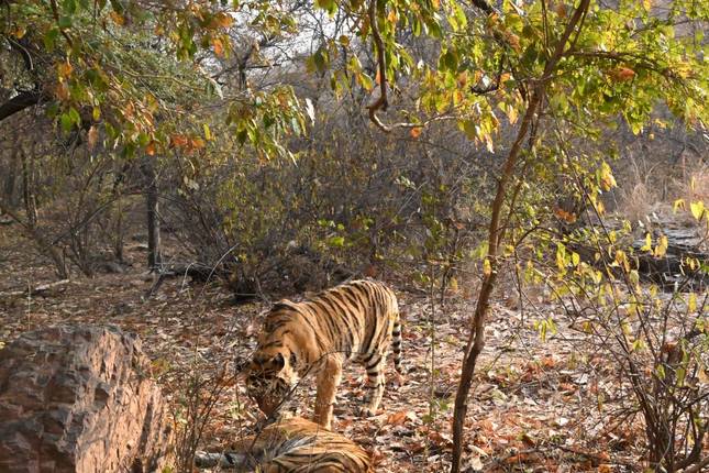 The most luxurious train journey of India