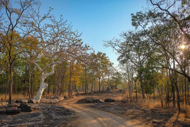 On the Trail of the Tiger