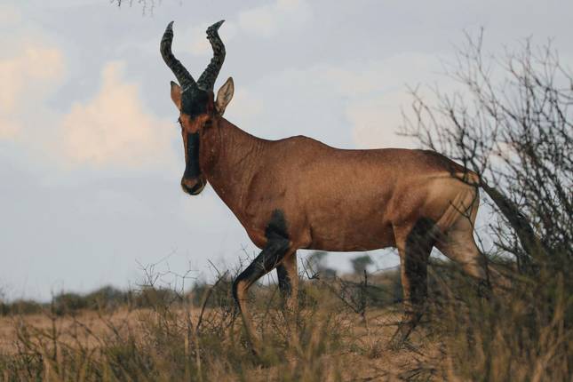 8 Day | Kruger National Park Safaris and Cape Town Adventure