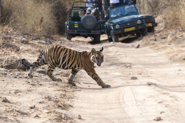 Ranthambore Wildlife and Heritage of India
