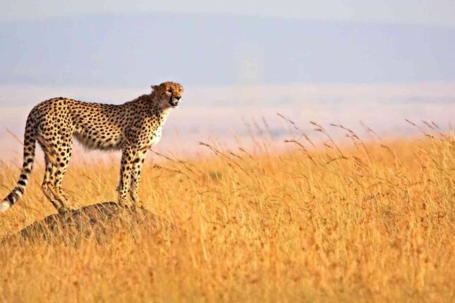 3-Day Serengeti and Ngorongoro Luxury Safari