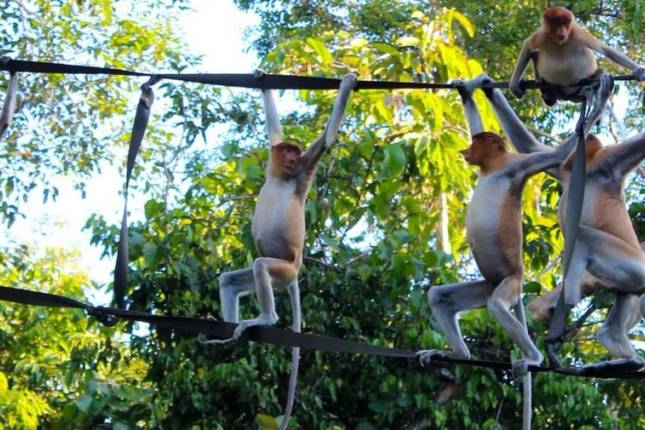 Family Borneo Wildlife Adventure