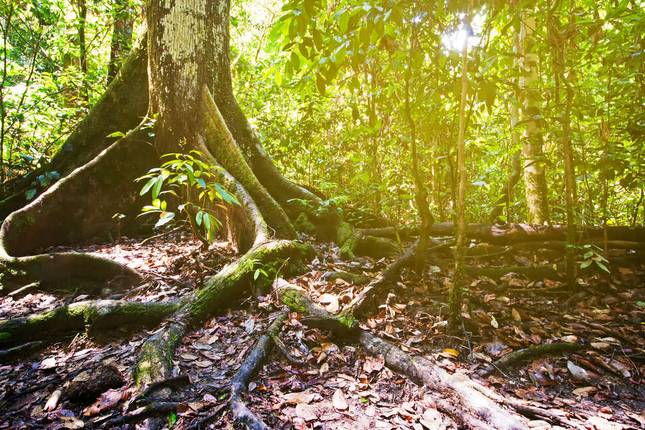 Borneo Sabah Wildlife Highlights