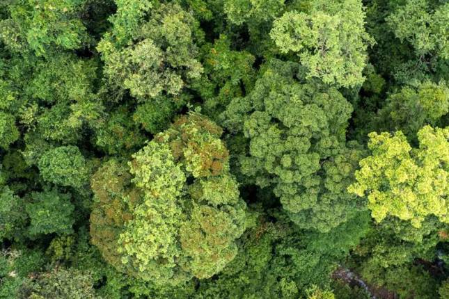 Borneo Sabah Wildlife Highlights