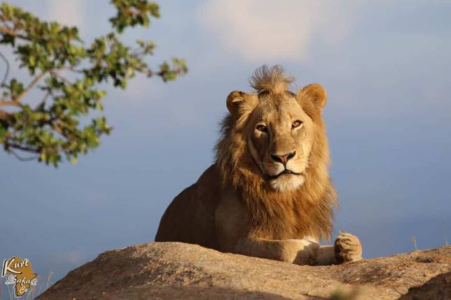 6-Day Authentic Kruger Big Five Safari Adventure