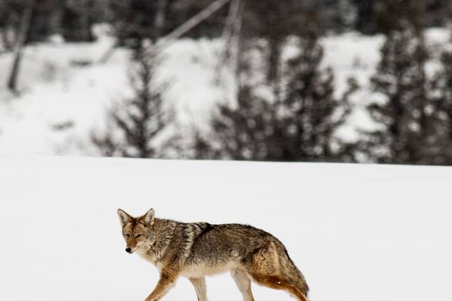 Jackson Snowmobile Adventure