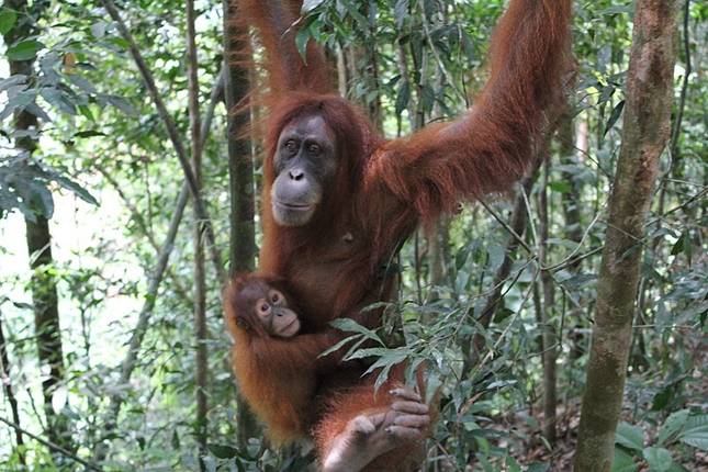 Borneo Wildlife Discoverer