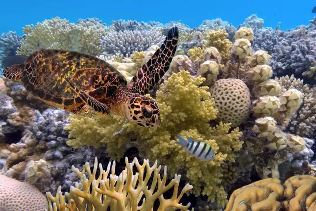 Introducing Australia – Melbourne, Sydney, Cairns