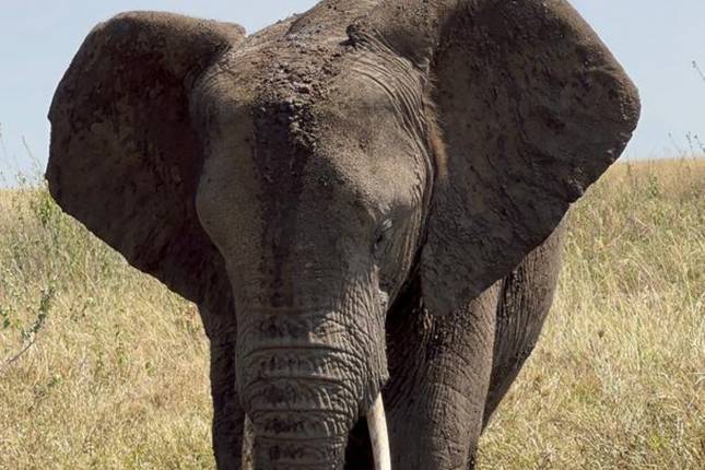 6-Day Explore Tanzania’s Iconic Parks to Tarangire, Serengeti, Ngorongoro & Lake Manyara