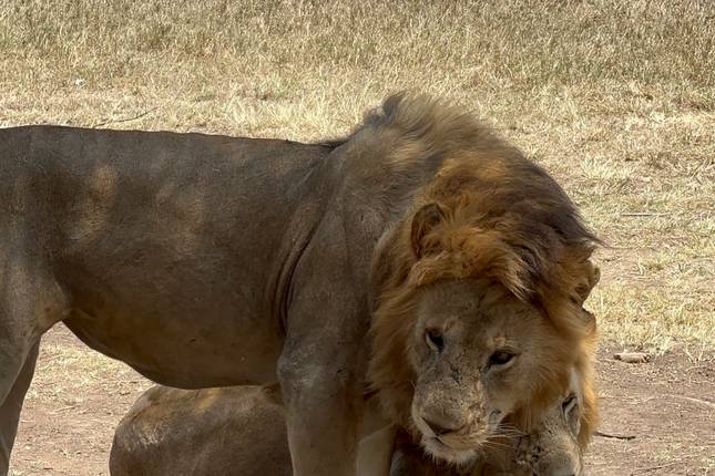 7-Day Epic Mid-Range Safari – Serengeti Wildebeest Mara River Crossing