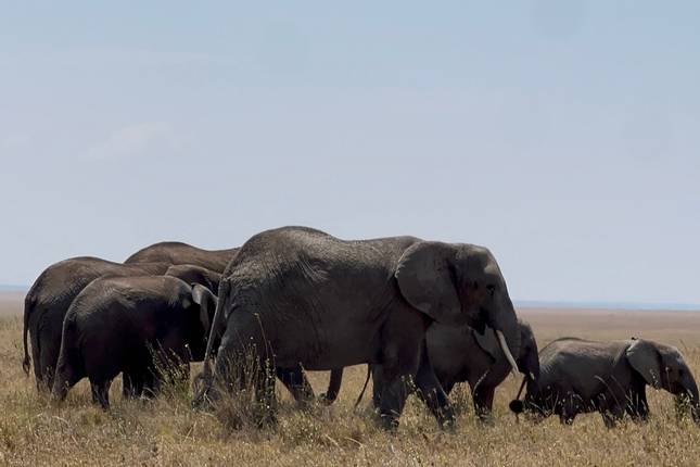 5-Day Luxury Safari Experience to Tarangire, Serengeti, Ngorongoro & Manyara