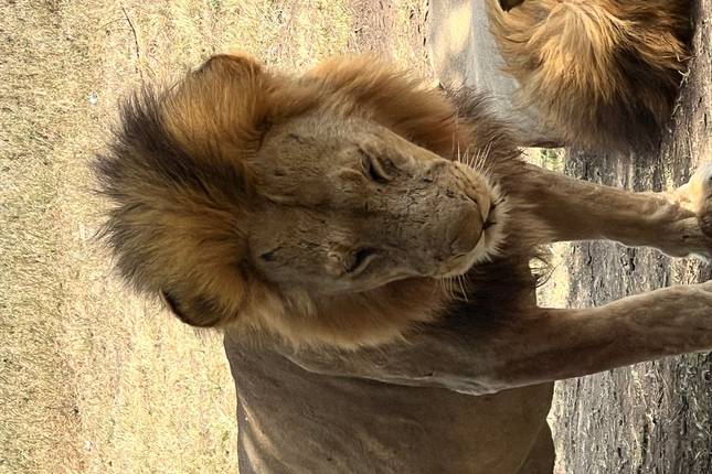 8-Day Serengeti Migration Safari – Nature’s Greatest Show