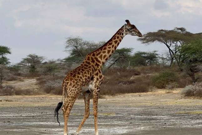 10-Day Safari & Culture: Great Wildebeest Migration Across the Mara River