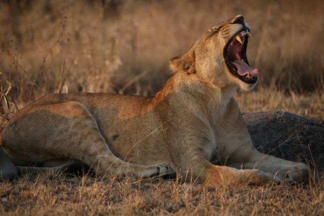 7-Day Mid-Range Epic Safari Adventure to Serengeti 3 Nights