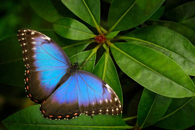 Perfect Panama - 12 days