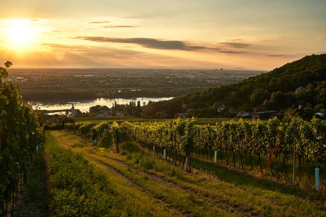 Silvester in Wien – Winterwandern, Genuss & kaiserliches Flair (7 Tage)