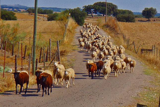 Alentejo Vineyards Road 7 Days