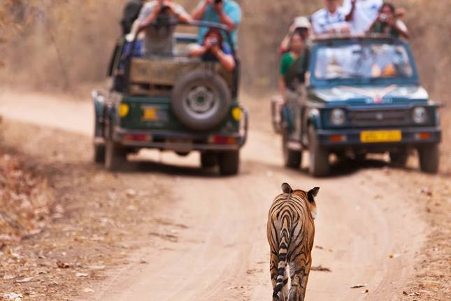 Ranthambore Tiger Trails & Cultural Heritage Tour