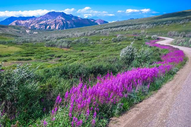 Alaska Denali & Kenai Discovery - 13 days