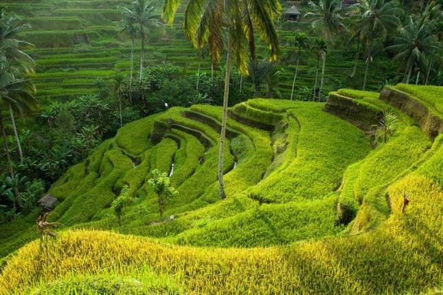 Bali Bike Tour: Rice Terraces, Temples & Coastline