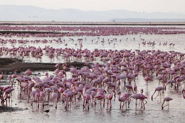 Circuito Safari Gran Migración y Cinco Grandes - 9 días Kenia y Tanzania