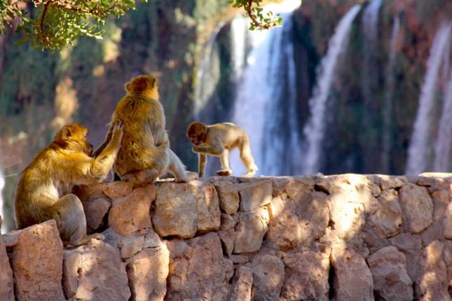 From Tangier : 14-Days Private Morocco Family Discovery Tour