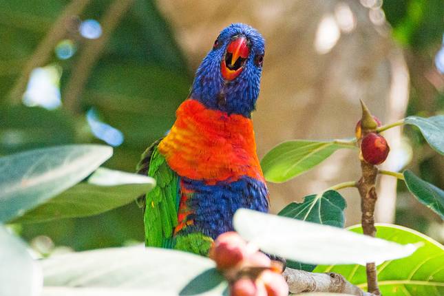 Australia’s East Coast, Great Barrier Reef & Sydney - Cruise & Land Journey