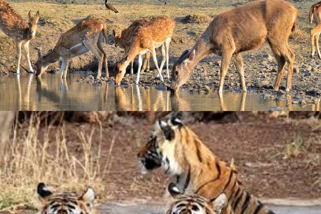Taj Mahal Tour With Ranthambore Tiger Safari from Agra 2Days