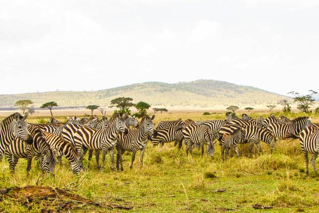 Circuito Safari de los «Cinco Grandes» en Tanzania | Aventura sostenible con la fauna salvaje