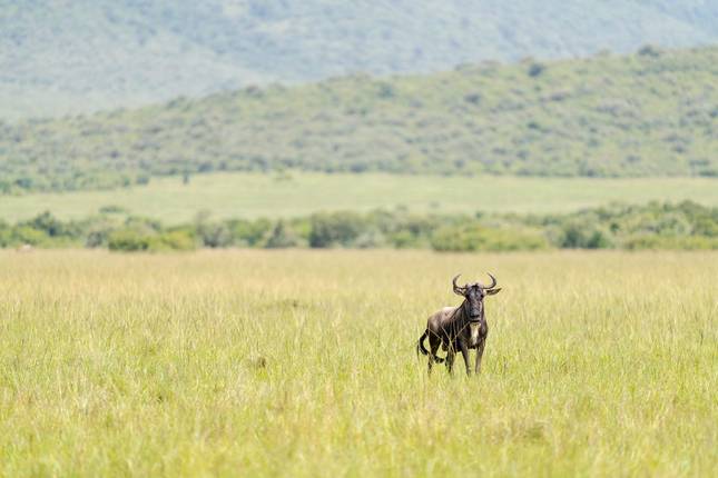 Circuito Safari definitivo de 12 días por Tanzania