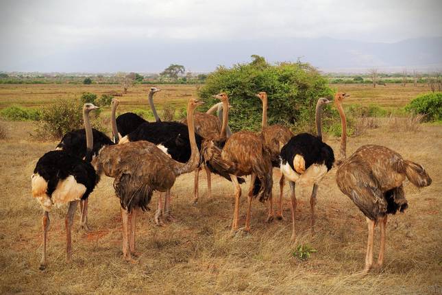 Kenya Highlights: 12-Day Ultimate Safari, Culture & Coast Itinerary