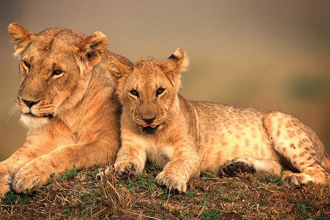 Geluxe: Kenya & Seychelles: Maasai Mara, Wildlife Safaris & Island Shores