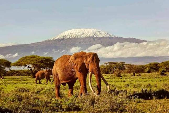 3 days Amboseli National Park Safari.