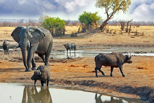Victoria Falls, Chobe & Hwange - 8 days