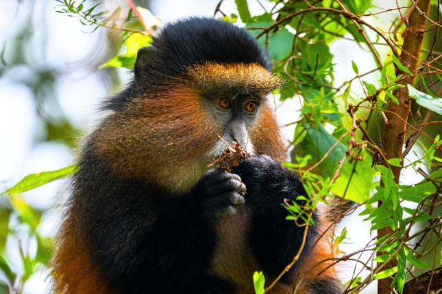 Gorillas & Big Five Safari - Tanzania and Uganda