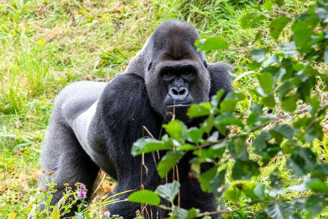 Gorillas & Big Five Safari - Kenya Tanzania and Uganda