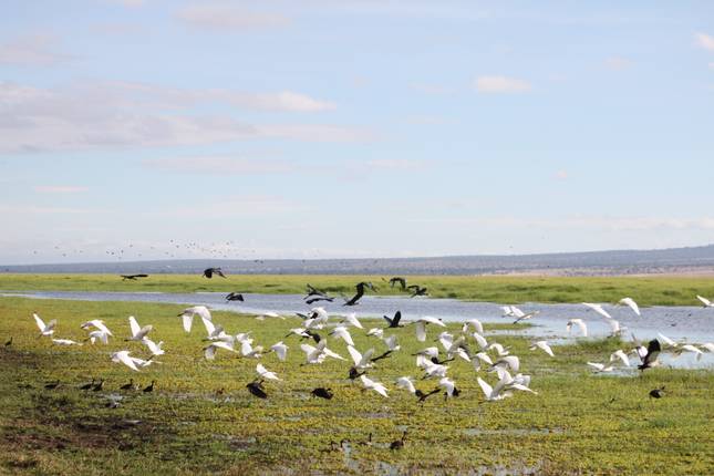 Walking and Canoeing - Safari Arusha National Park