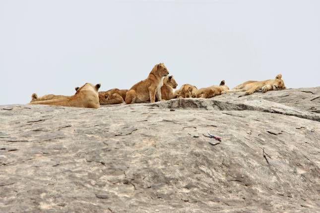 Jambo Tanzania Safari - 5 Days, 4 Nights Safari
