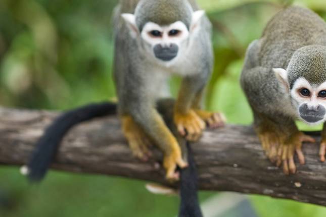 Local Living Ecuador—Amazon Jungle