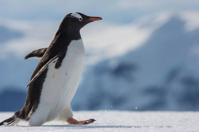 Falklands, South Georgia & Antarctica