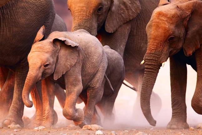 Kenya Wildlife Week - 7 days