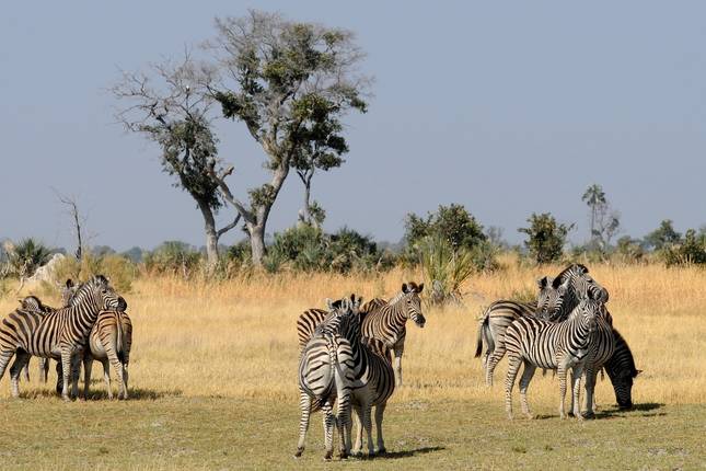 Botswana Adventure